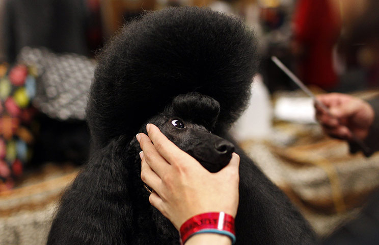 Westminster dog show: Sugar Baby, a miniature poodle is groomed in the benching and grooming area