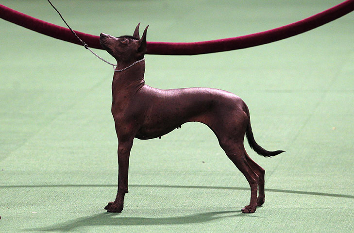 Westminster dog show: A Xoloitzcuintli breed is displayed during competition