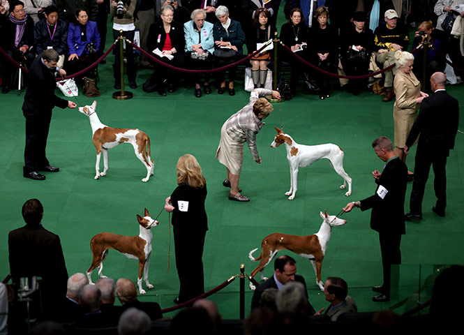 Westminster dog show: Ibizan hounds are shown the ring 