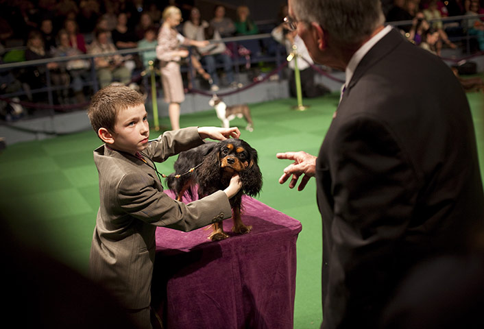 Westminster dog show: Cavalier King Charles Spaniel Stella in Junior Showmanship Preliminaries 