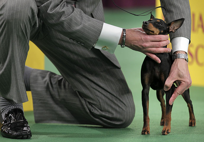 Westminster dog show: A toy Manchester terrier is positioned during the judging of the toy group 