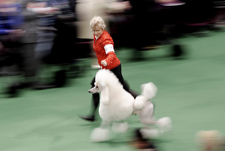 Westminster dog show: A Standard Poodle is led for judging 