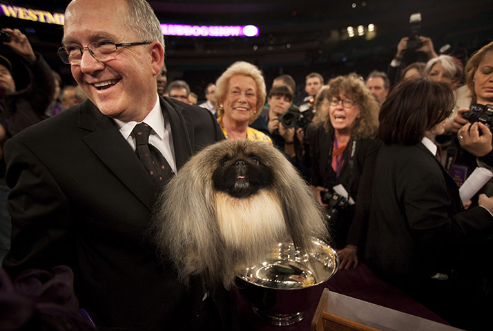 Westminster dog show: World's Top Dogs Compete At Westminster Dog Show