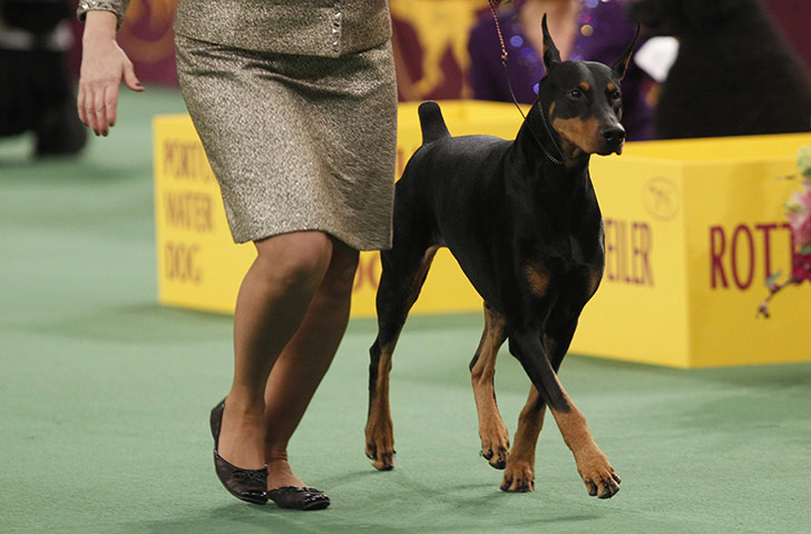 Westminster dog show: Protocol's Veni Vidi Vici runs with his handler 