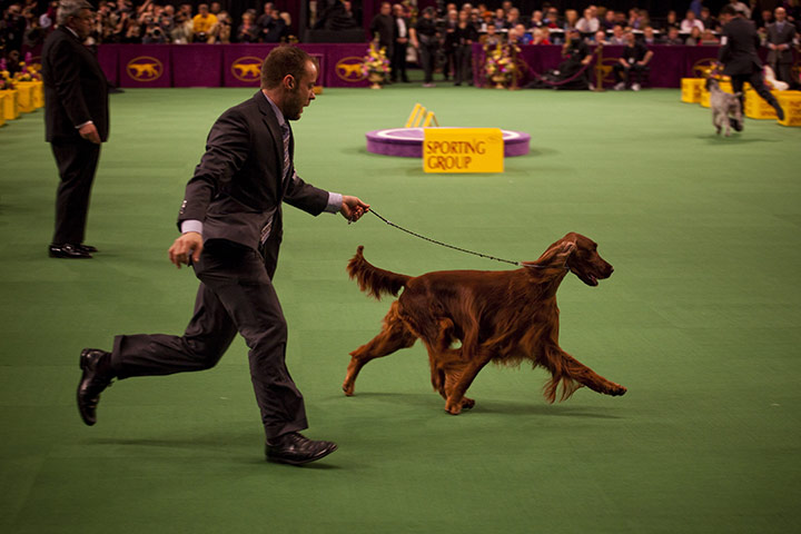 Westminster dog show: Irish Setter Grand Champion Shadagee Caught Red Handed