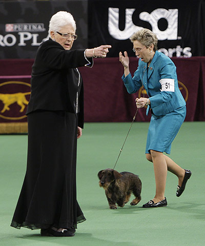 Westminster dog show:  Cinders, a wirehaired dachshund, the winner of the hound group