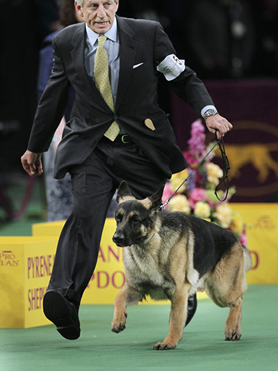 Westminster dog show: A German shepherd named Cappy, winner of the herding group
