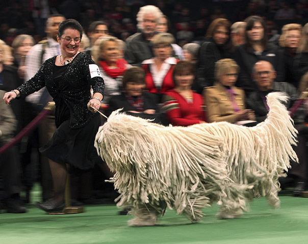 Westminster dog show: A dog handler runs Rabja, a Komondor, during the Best in Breed category