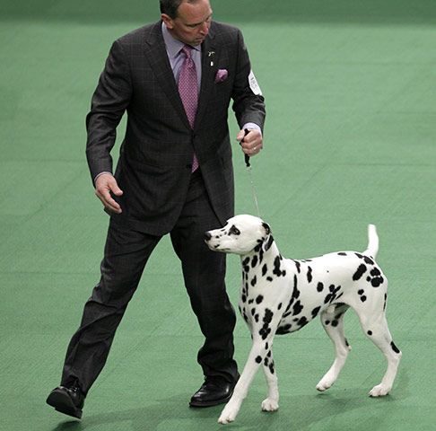 Westminster dog show: Ian the Dalmatian, winner in the non-sporting group