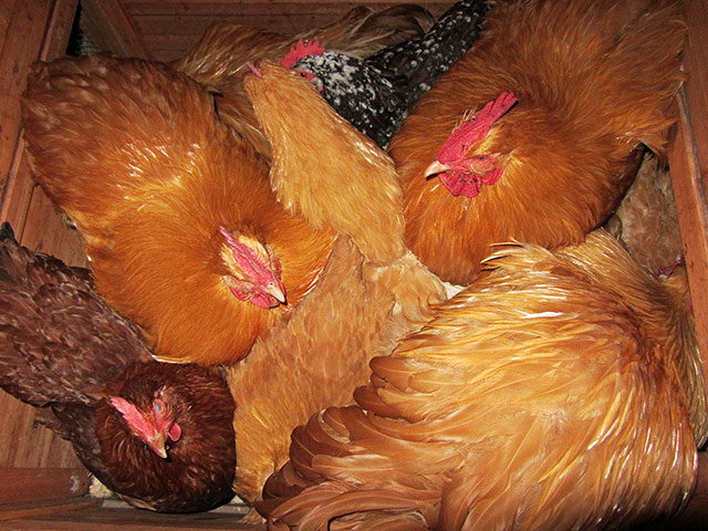 In pictures: Layer: Chickens