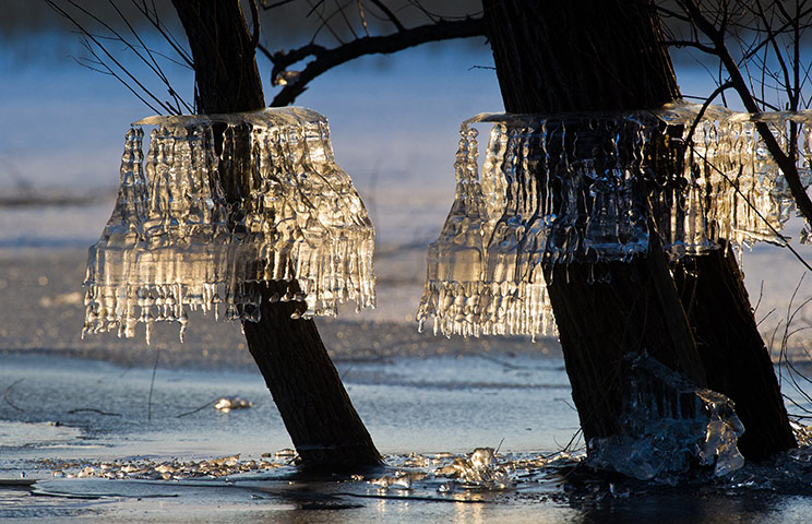 24 hours: Schwedt, Germany: Ice formations on trees at Unteres Odertal national park