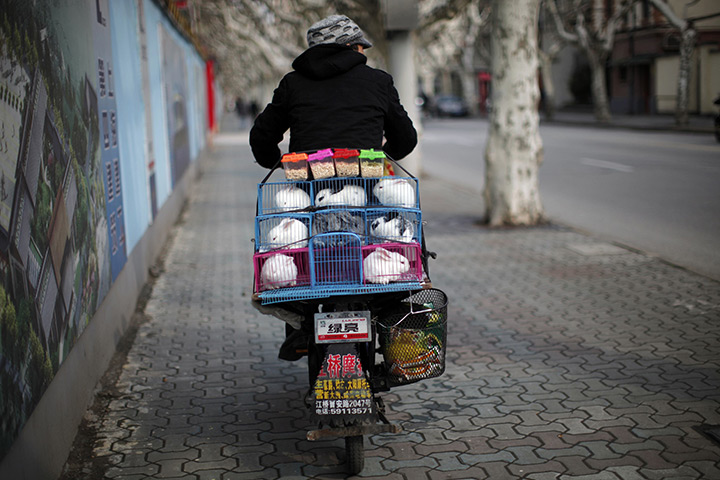24 hours: Shanghai, China: An animal vendor rides with rabbits 