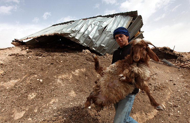 24 hours: Karmiel, West Bank: A member of a Palestinian family carries a goat 