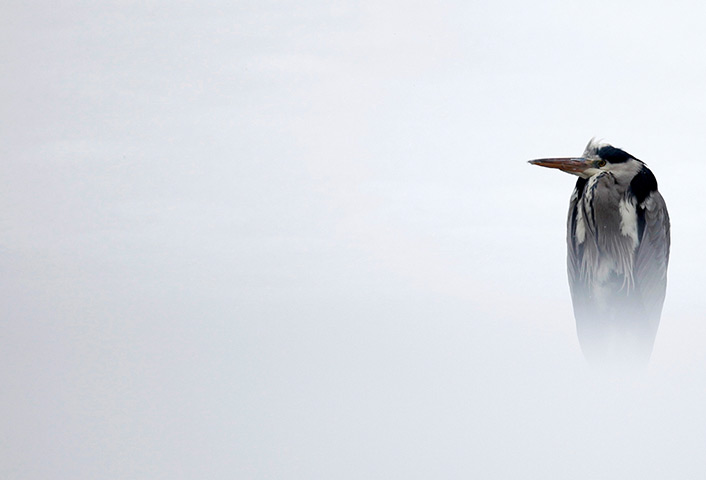 Week in wildlife: Lasva, Bosnia: Gray heron standing on a rock in the snow near Bosna river