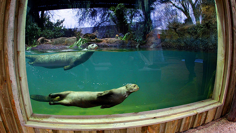 Week in wildlife: Chester, UK: Giant otters at Chester Zoo