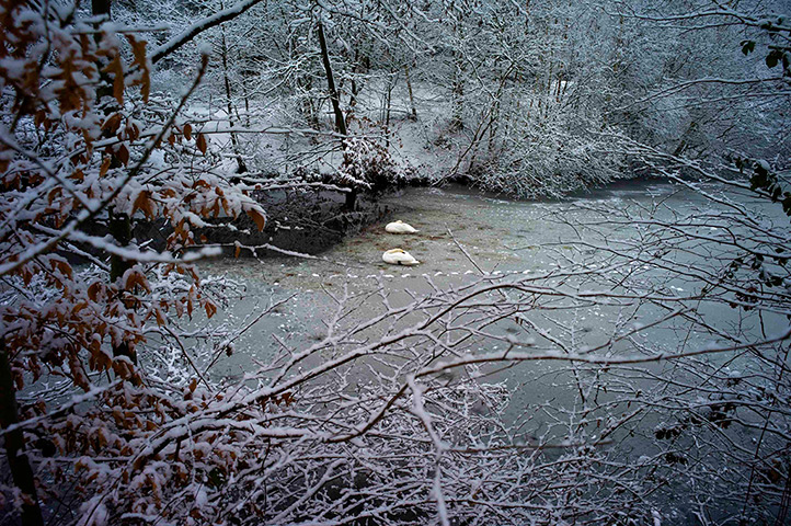 Week in wildlife: Surrey, UK: A pair of swans sleep on the ice on Virginia Water