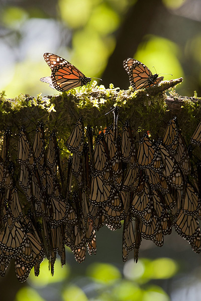 Week in wildlife: Mexico: Monarch butterflies hibernate at the oyamel forest