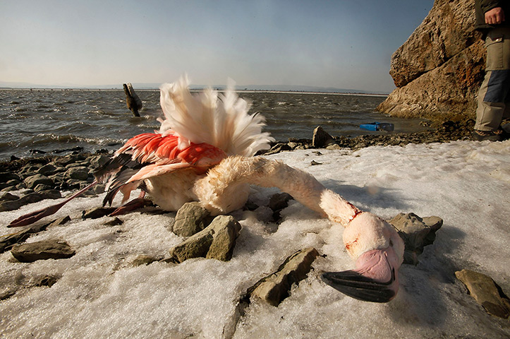 Week in wildlife: Gruissan, France: A dead flamingo