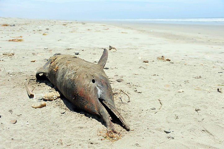 Week in wildlife: Lambayeque, Peru: A dead dolphin on the shore of a beach