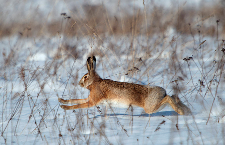 Week in wildlife: Khatenchitsy, Belarus: A hare runs in a field on a cold winter day