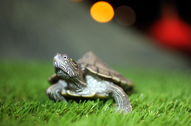 Week in wildlife: Blackpool, UK:  Jensen a two-year-old False Map turtle