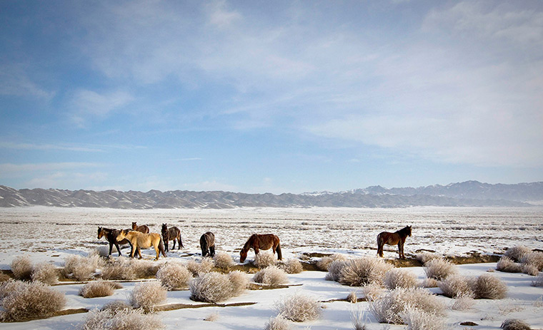 Week in wildlife: Kazakhstan: Horses graze in a wintry steppe near the Chinese border