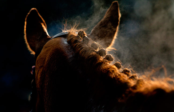 Best of the week: A close up detail shot of the mane of a horse at Kempton Racing