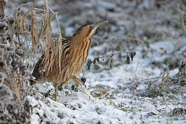 Week in wildlife: Norwich, UK: A bittern