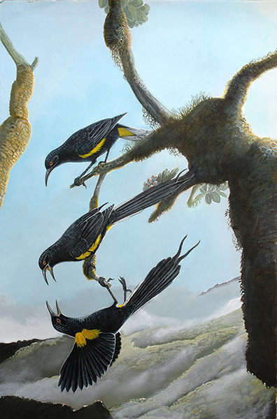 Extinct birds: Hawaiian O’o