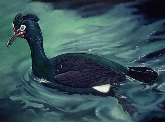 Extinct birds: Spectacled Cormorant