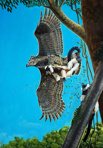 Extinct birds: Malagasy Crowned Eagle