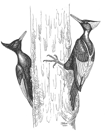 Extinct birds: Imperial Woodpecker