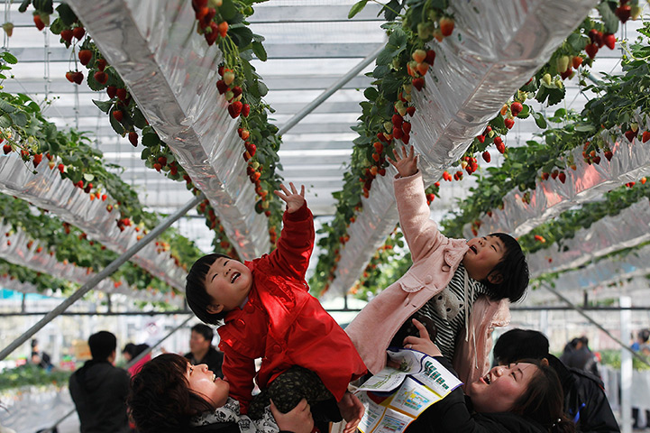 24 hours: Beijing, China: Two girls reach for strawberries at a Strawberry Symposium