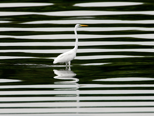 24 hours: Paranaque, Philippines: A migratory Egret waits for its prey