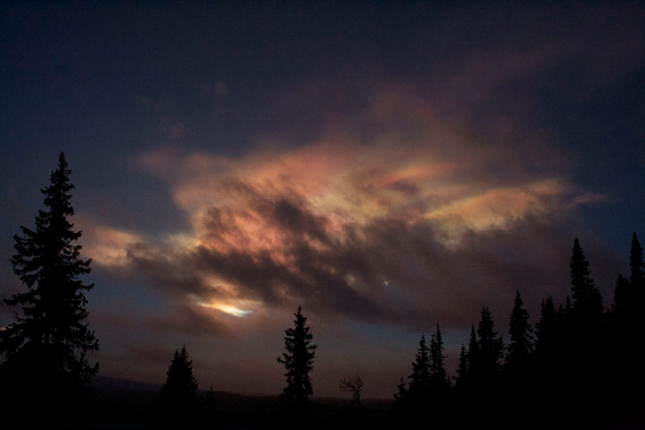 Green shoots : January 2012 : Sign of Winter