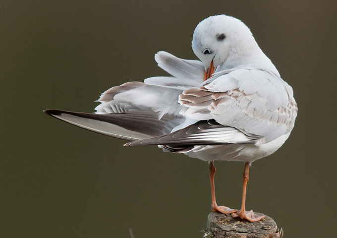 Green shoots : January 2012 : Sign of Winter