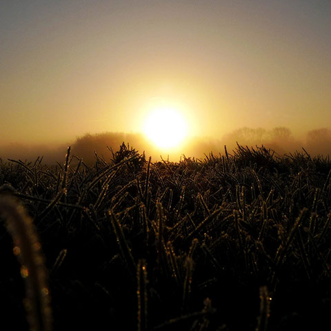 Green shoots : January 2012 : Sign of Winter