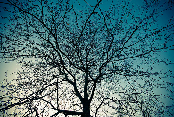 Green shoots : January 2012 : Sign of Winter