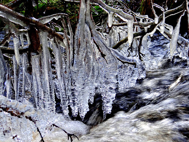 Green shoots : January 2012 : Sign of Winter