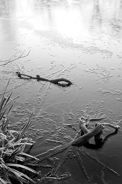 Green shoots : January 2012 : Sign of Winter