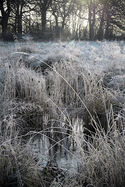 Green shoots : January 2012 : Sign of Winter