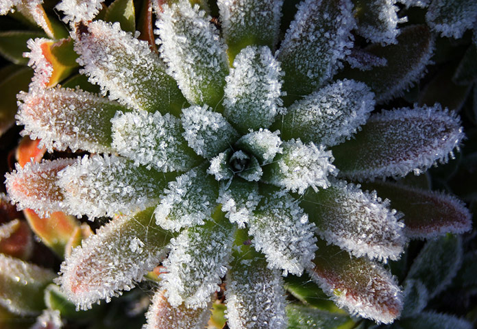 Green shoots : January 2012 : Sign of Winter