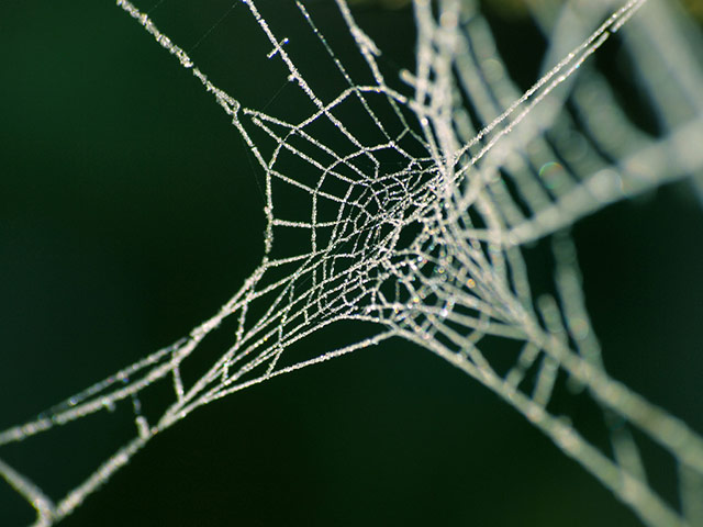 Green shoots : January 2012 : Sign of Winter