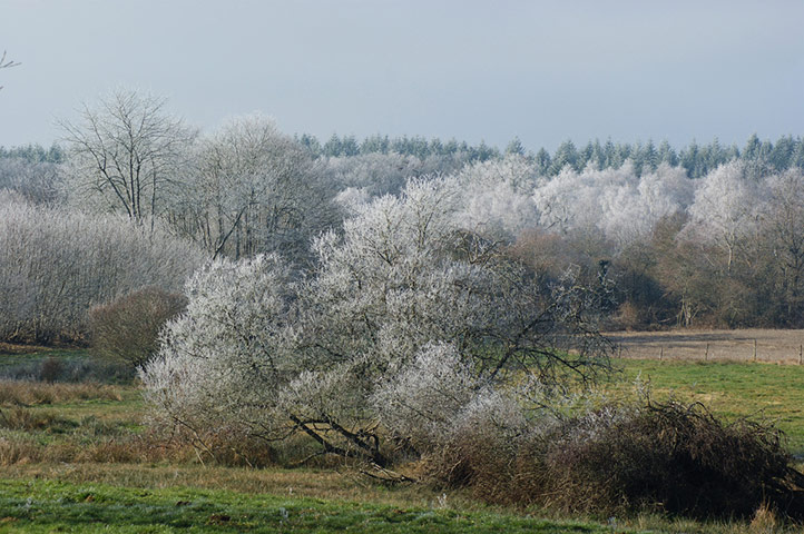 Green shoots : January 2012 : Sign of Winter