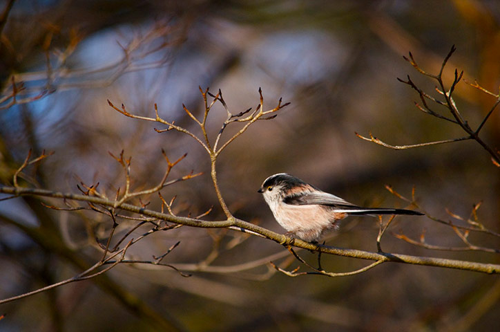 Green shoots : January 2012 : Sign of Winter
