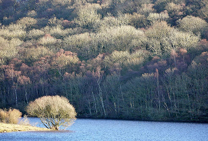 Green shoots : January 2012 : Sign of Winter