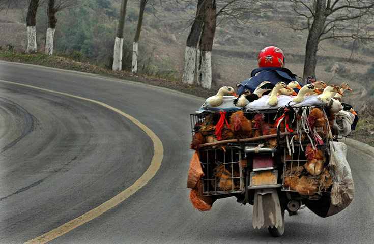 24 hours in pictures: Longli, China: A motorcyclist carrying chickens and ducks for sale