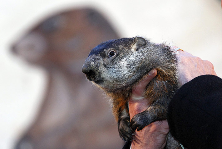 Groundhog day: Famed weather prognosticating groundhog Punxsutawney Phil