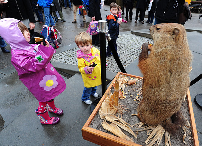 Groundhog day: Children take a look at Potomac Phil, a taxidermied groundhog