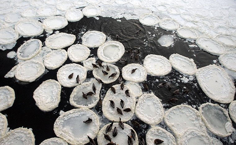 Europe weather: Waterfowl are seen on a frozen river in Minsk, Belarus